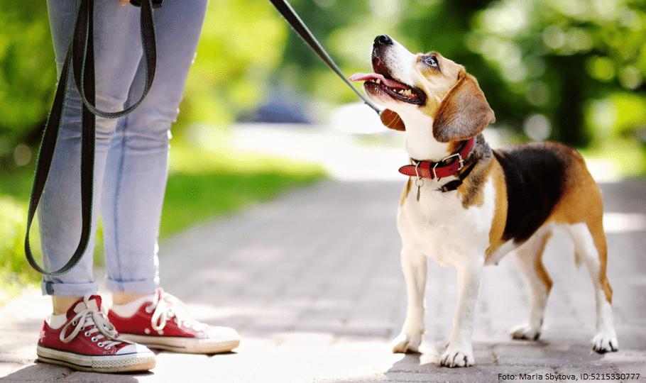 Leinenpflicht - Hund an der Leine