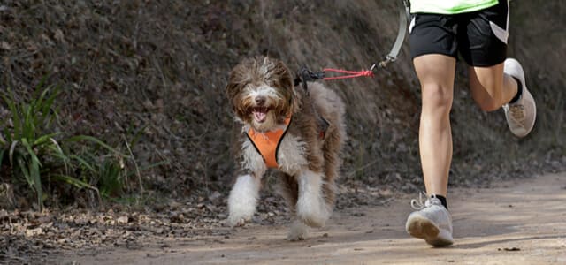 Joggen mit Hund