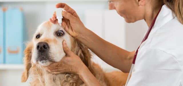 Kostenübersicht Hund