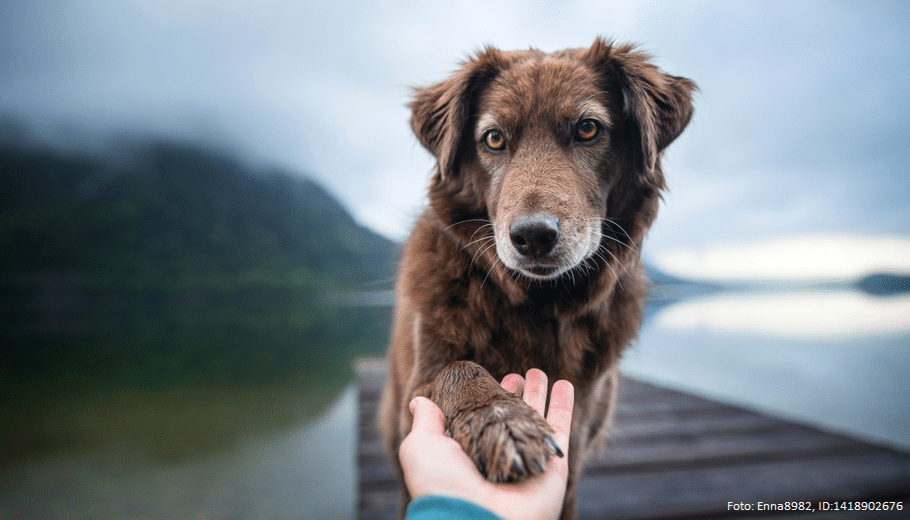 hund gibt pfote