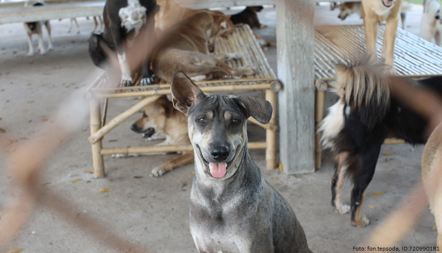 Hund im Tierheim