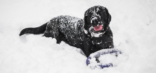 Hund im Schnee