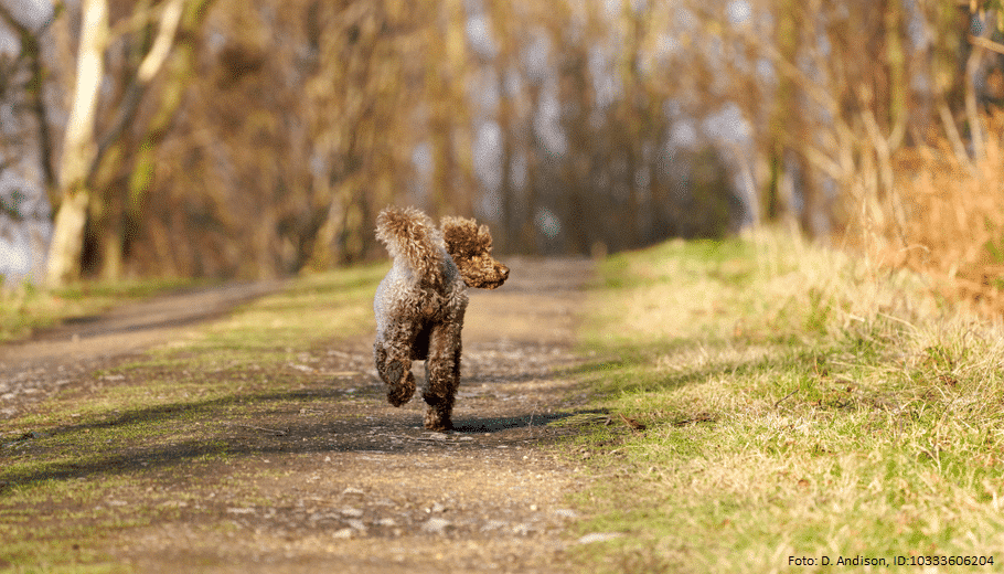 Hund entlaufen