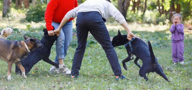 Hund beschützen