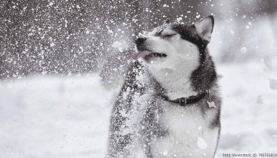 Hund im Schnee