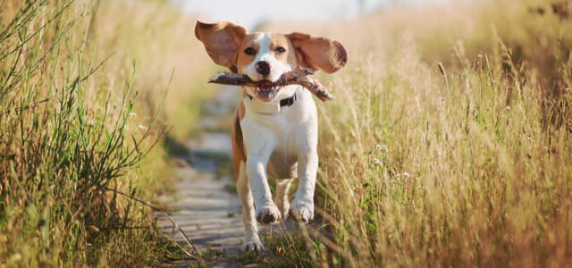 Hund beschäftigen