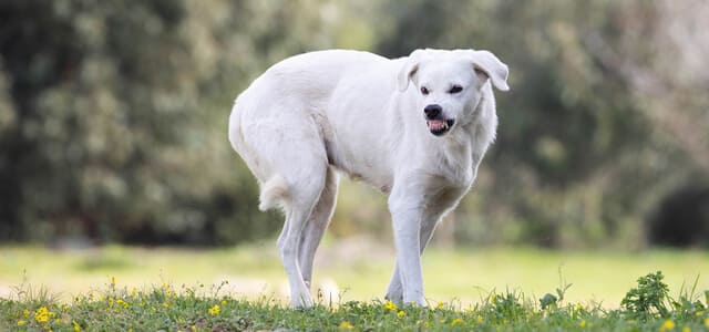 Hund beschützen