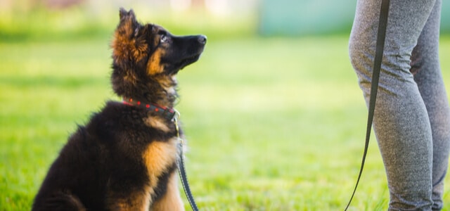 Schäferhund Hundetraining mit Leine