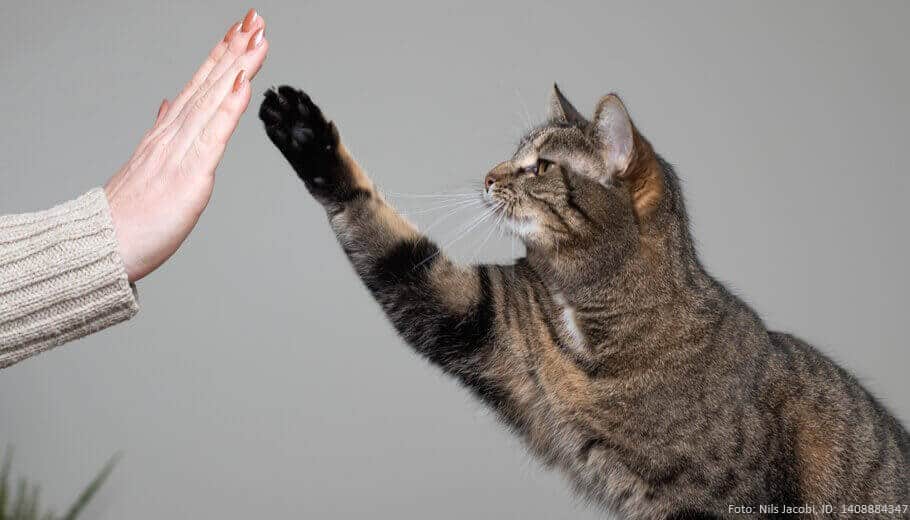 clickertraining-katze-mensch-uebt-high-five-mit-der-katze