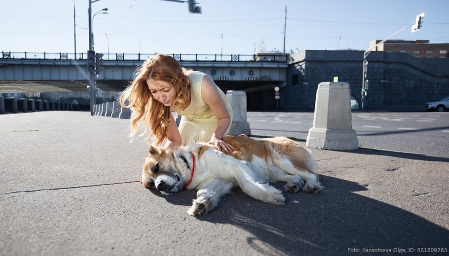 hitzschlag-hund-hund-liegt-auf-dem-asphalt