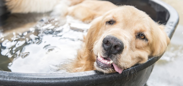 Hitzeschlag beim Hund