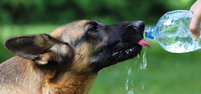 Hitzeschlag beim Hund