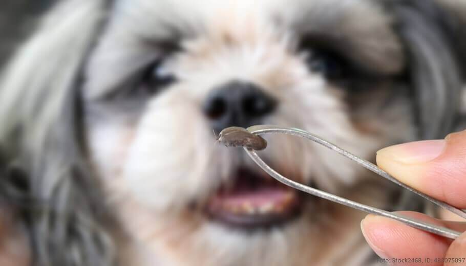 zecken-entfernen-beim-hund-mit-einer-pinzette