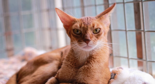 Abessinier Katze liegt am Fenster