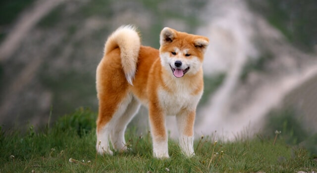 akita-inu-bei-einem-spaziergang