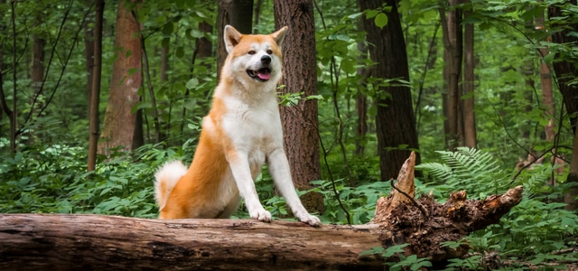 Akita-Inu-im-Wald