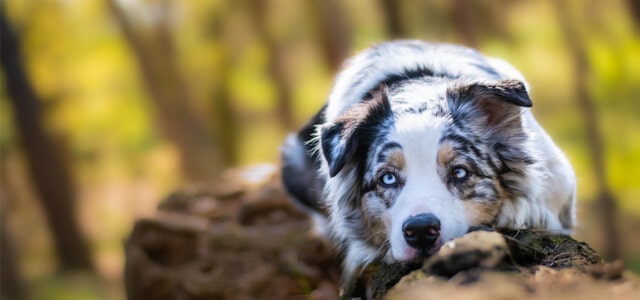 Australian Shepherd liegt auf Baumstamm