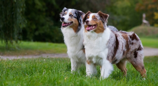 Australian Shepherds auf Wiese