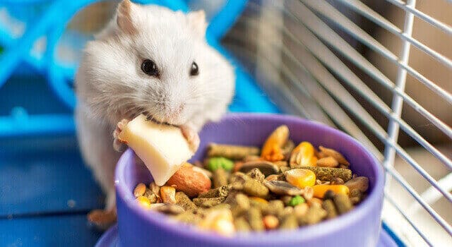 hamsterfutter-ein-hamster-isst-ein-stueck-obst-vor-seinem-napf