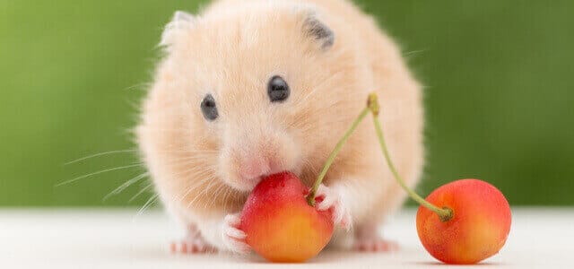 hamsterfutter-ein-hamster-isst-kirschen