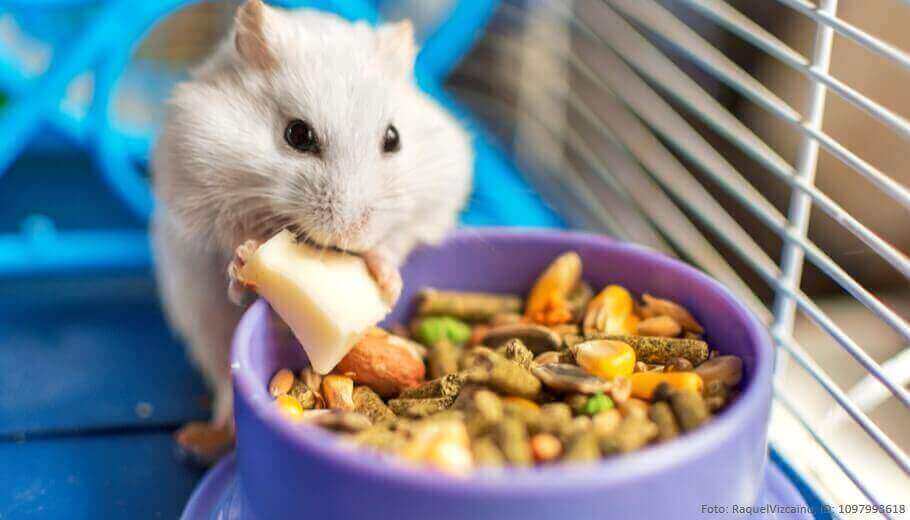 hamsterfutter-ein-hamster-isst-ein-stueck-obst-vor-seinem-napf