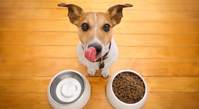 jack-russell-sitz-vor-futternäpfen