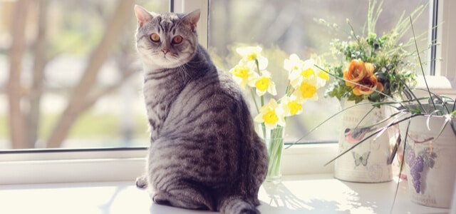 kater markiert-katze-sitzt-auf-einer-fensterbank