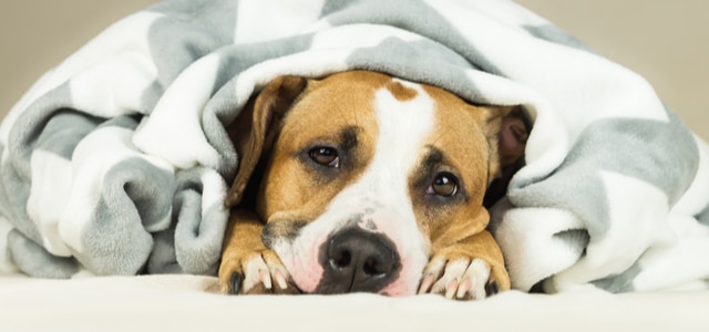 Das darf ein Hund nicht essen