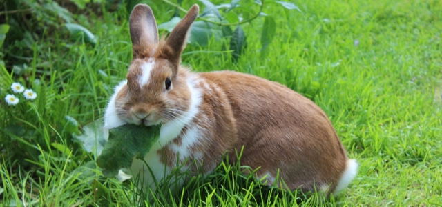 Kaninchen Außenhaltung