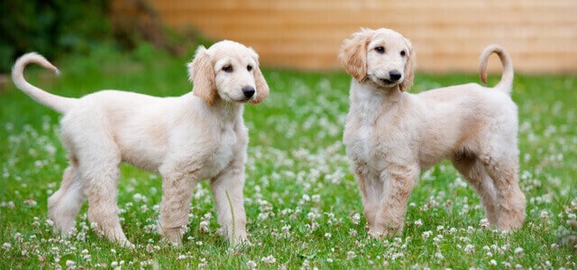 zwei afghanische Windhunde Welpen