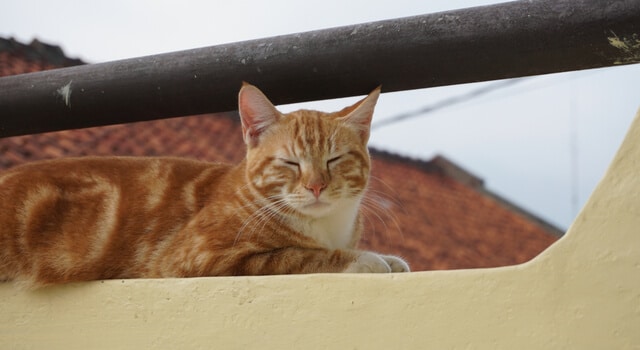 Katze auf dem Balkon