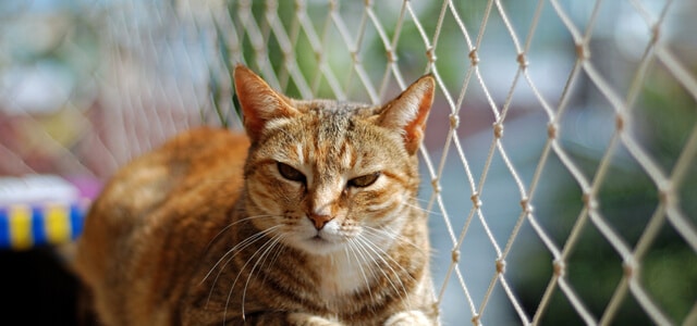 Katze auf dem Balkon mit Netz