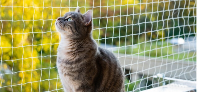 Katze auf dem Balkon sicher