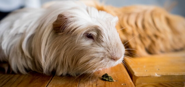 altes-meerschweinchen-schaut-auf-den-holzboden