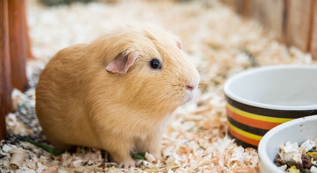 ein-meerschweinchen-sitzt-neben-seinem-futternapf