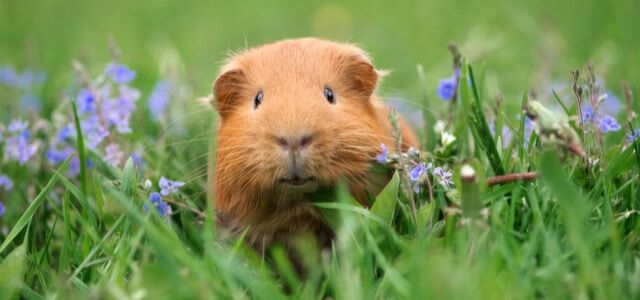 helles-meerschweinchen-schaut-durch-eine-blumenwiese