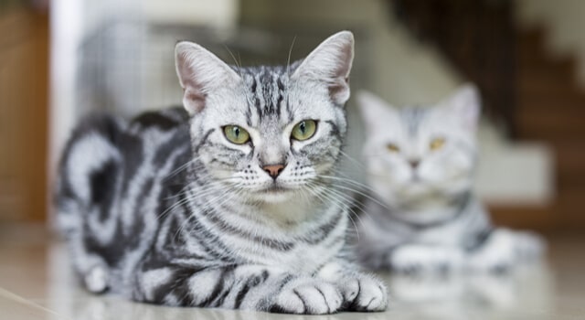 american-shorthair-katze