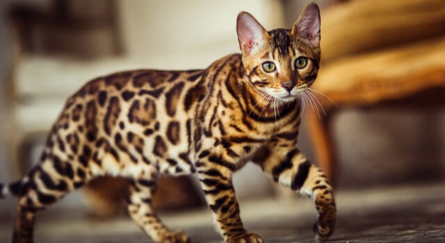 bengal-katze-leopardenmuster