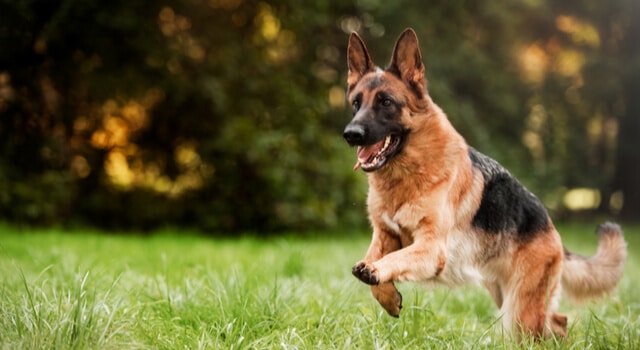 deutscher-schäferhund-rennt-auf-wiese