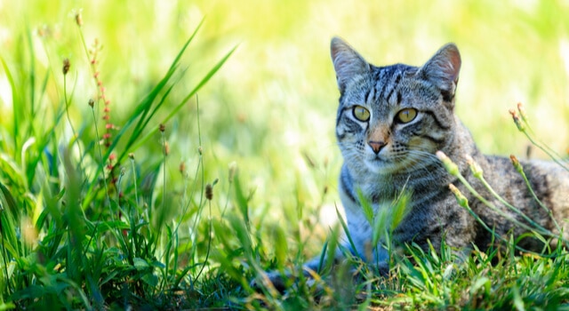 europäische-kurzhaar-katze-liegt-im-gras