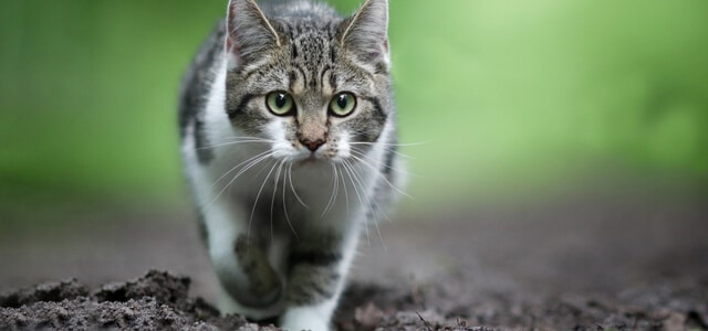 europäische-kurzhaar-kitten-läuft-durch-den-matsch