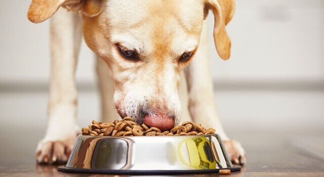 futterumstellung ein-labrador-frisst-sein-trockenfutter-aus-dem-napf