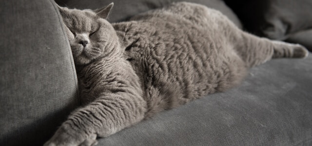 Graue Katze auf Sofa