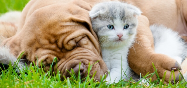 Katze und Hund zusammenführen