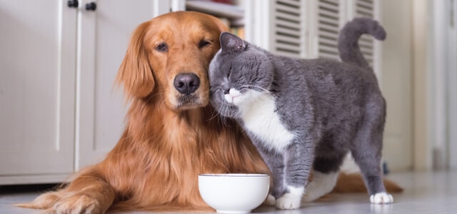 hund und katze zusammenfuehren-ein-golden-retriever-und-eine-british-kurzhaar-katze