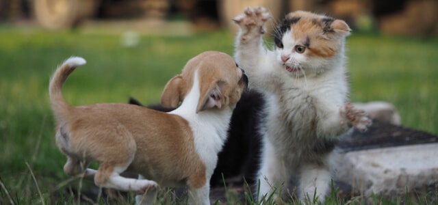 hund und katze zusammenfuehren-eine-katze-hebt-die-pfote-um-einen-welpen-anzugreifen