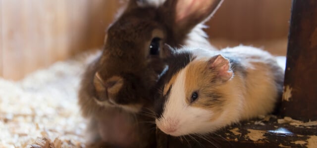 Kaninchen oder Meerschweinchen