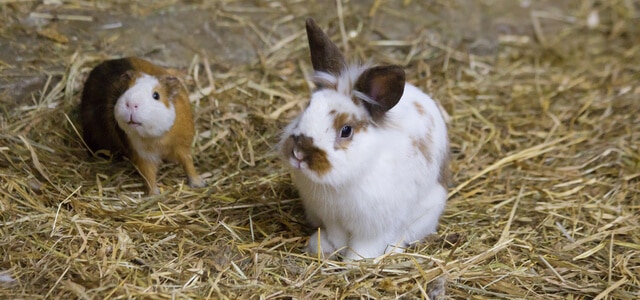 Kaninchen und Meerschweinchen-schauen-aus-dem-gehege-raus