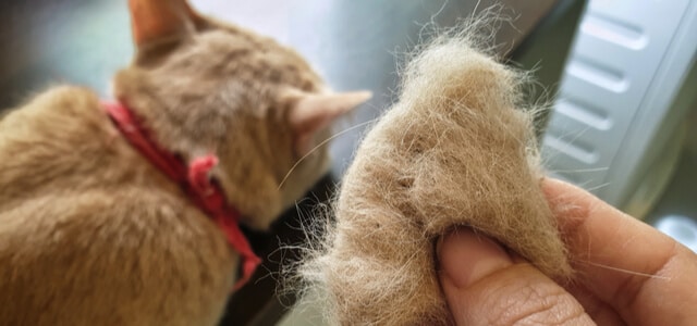 Katzen haarballen Vorbeugung