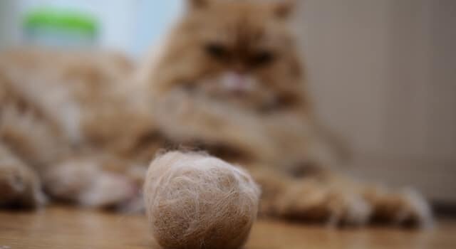 katze mit haarballen